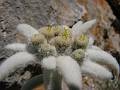 F73 edelweiss de madame weiller 